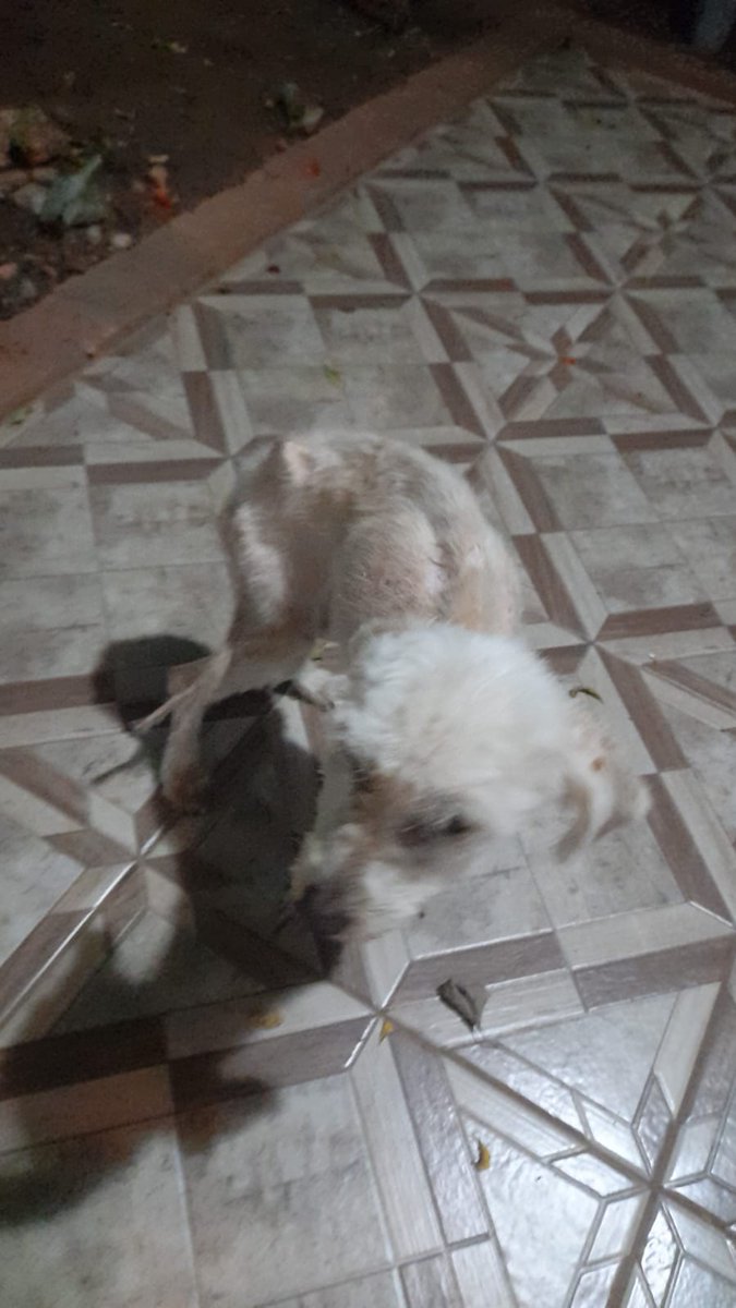 TiFaNiiii's tweet photo. Perrito abandonado en el barrio san Jorge de Mariano roque Alonso.. le están reteniendo.. está muy flaco, encías pálidas.. cualquier aporte suma y sirve para poder hacerle sus análisis.. 🙏❤️‍🩹
Mi alias es mi ci 2446636 Ueno bank Stephanie Bogado Tervit https://t.co/PHmtSjVdtc