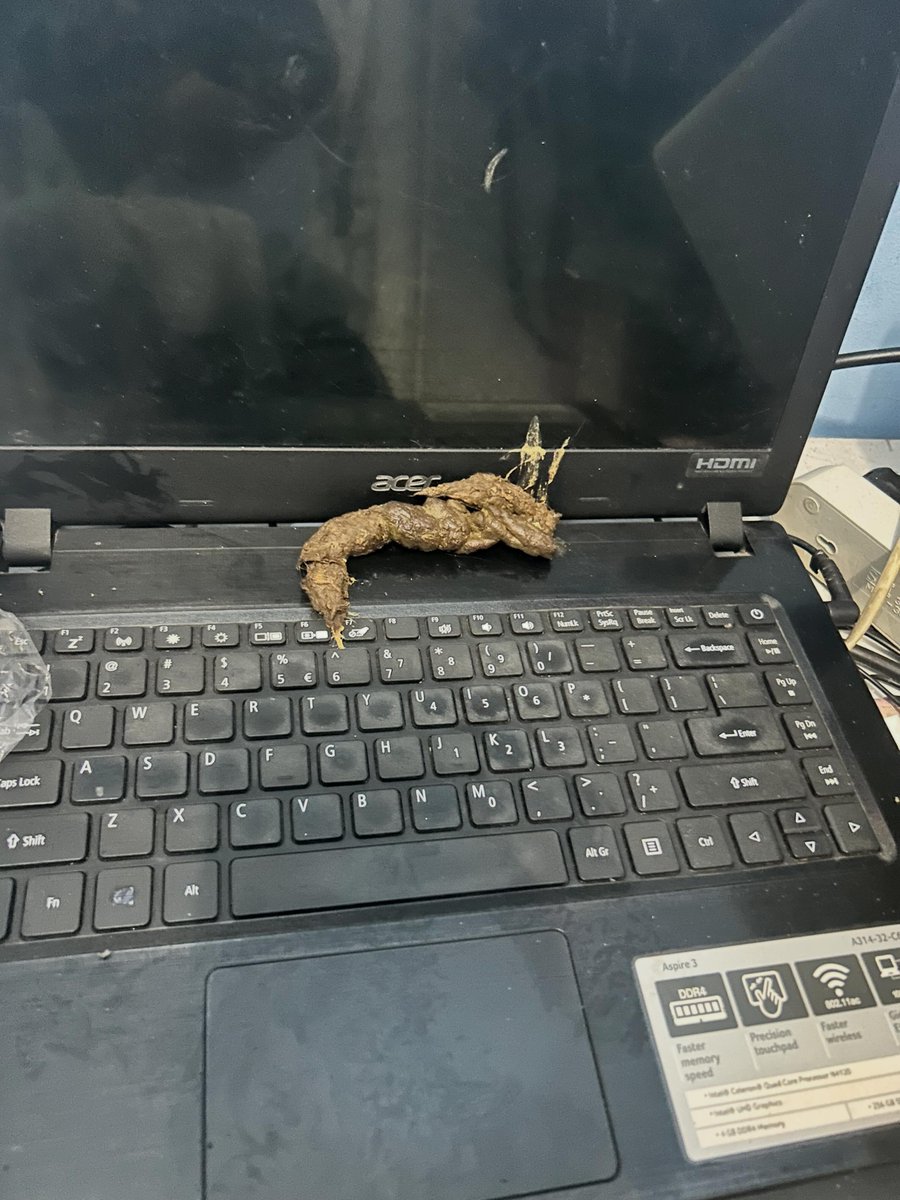 txtharihariWNI's tweet photo. Ya Allah tau ak salah buang kucing pake karung ke jalanan, soalnya kucingnya nakal udah d tutup pintu jg bisa naik ke atas rumah lewat jendela trs nyuri makanan dan goongnya ee di atas laptop aku udah ilang kesabaran aku, jadi ak buang ke jalanan, semoga di ampunin dosa aku, kesel banget sumpah ini gimana cara bersiinnya 😭😭😭

Ada yang pernah sama ngalamin nggak guys?😭
Kasi tips cara bersihin nya dong guys🙏

sc:threadsatucaniii