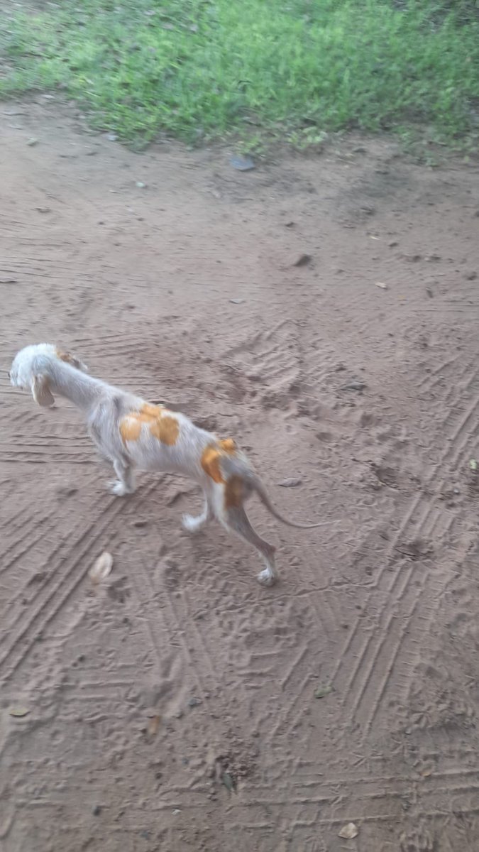 TiFaNiiii's tweet photo. Perrito abandonado en el barrio san Jorge de Mariano roque Alonso.. le están reteniendo.. está muy flaco, encías pálidas.. cualquier aporte suma y sirve para poder hacerle sus análisis.. 🙏❤️‍🩹
Mi alias es mi ci 2446636 Ueno bank Stephanie Bogado Tervit https://t.co/PHmtSjVdtc