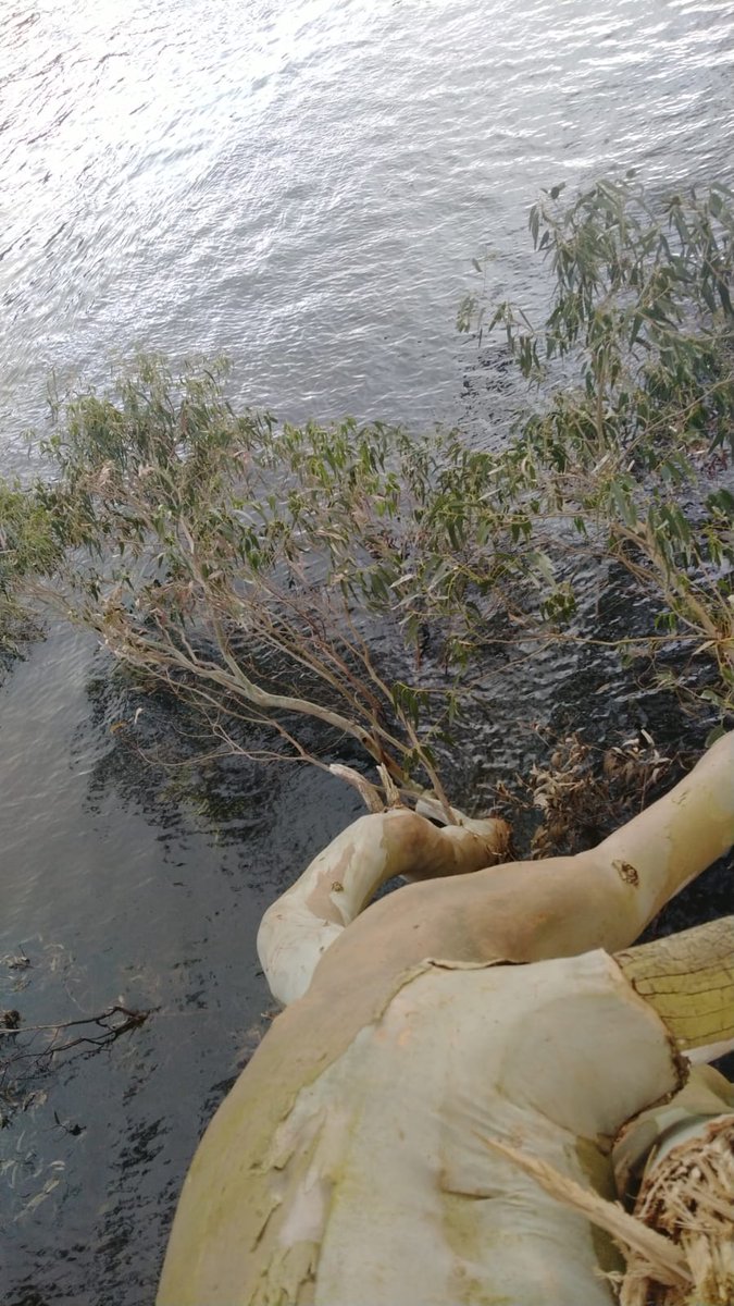 DaniElefantman's tweet photo. Un eucalipto  creciendo cerca de un  lago  un hábitat común para algunas especies de eucalipto. #hacerfotos #eucalipto #arbol #naturaleza https://t.co/bkRf4CoptW