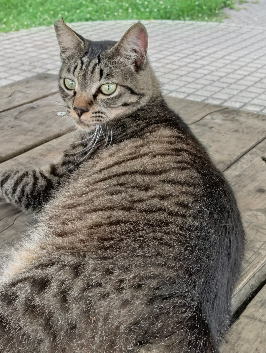 Kizu_RT's tweet photo. 6/8
#ケツ曜日　　　　　　  ちびニャン 🐾

　　    今週も、よろぴこ♪

　    Have a fun this week too♪ https://t.co/3fnOT6XfMl