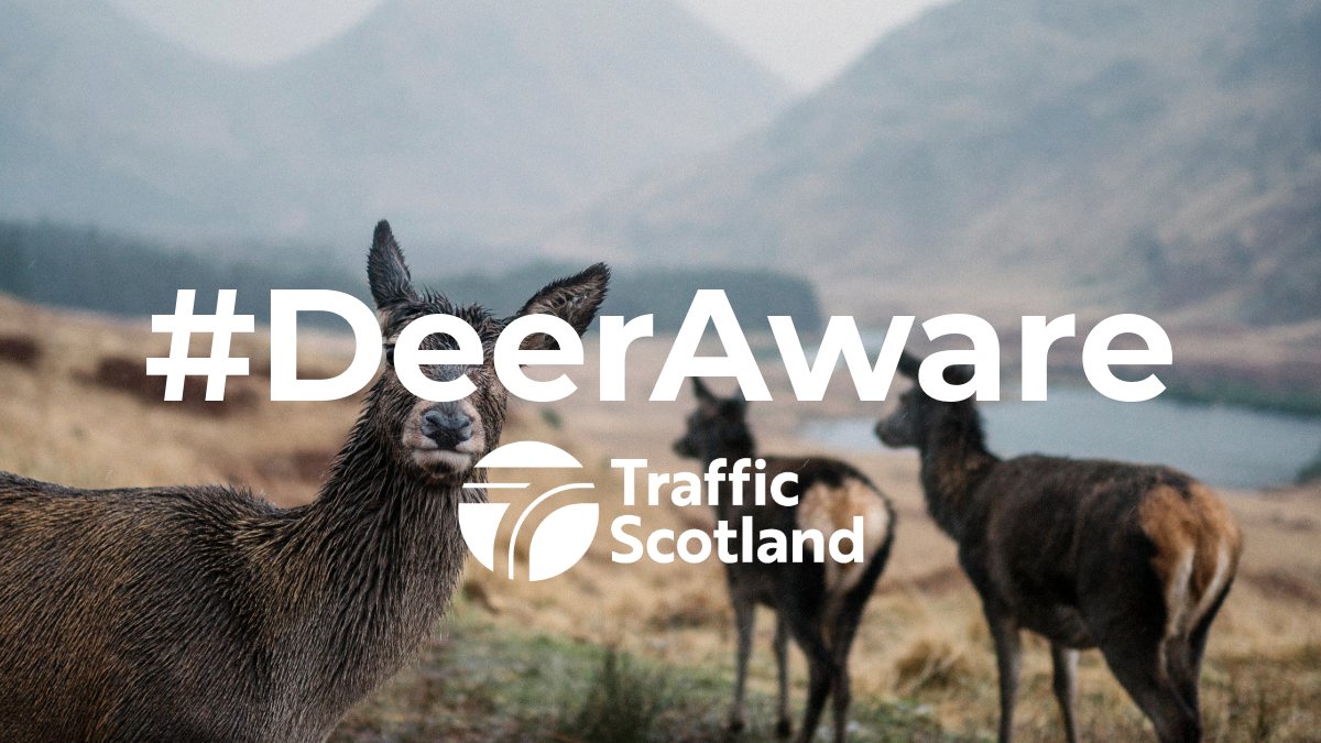 trafficscotland's tweet photo. Deer on the road?🦌
Try not to suddenly swerve - this puts yourself and other road users at risk.
#DriveSafe #DeerAware @nature_scot @transcotland @PSOSRoads https://t.co/Hx0bisdE5n