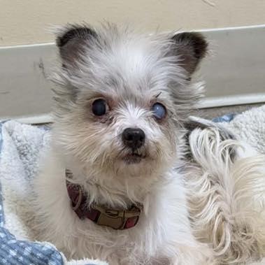 HWAHSeniorPets's tweet photo. #InCaseYouMissedIt

Romy is 12 years old and weighs 8 lbs.

Romy is housetrained. She is good with childrens 12+. Romy has a heart murmur managed with Vetmedin. 

Romy is fostered by Miri's Haven Senior Dog Rescue in Waynesboro, PA. For more info, visit https://t.co/FSfaaH7Lzb. https://t.co/Hys5PVg8T4