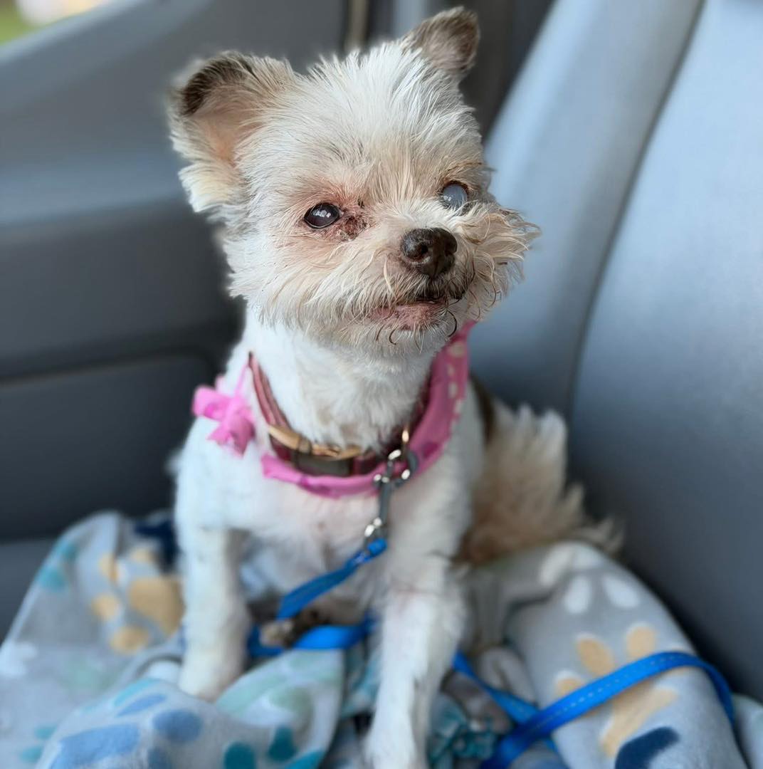 HWAHSeniorPets's tweet photo. #InCaseYouMissedIt

Romy is 12 years old and weighs 8 lbs.

Romy is housetrained. She is good with childrens 12+. Romy has a heart murmur managed with Vetmedin. 

Romy is fostered by Miri's Haven Senior Dog Rescue in Waynesboro, PA. For more info, visit https://t.co/FSfaaH7Lzb. https://t.co/Hys5PVg8T4
