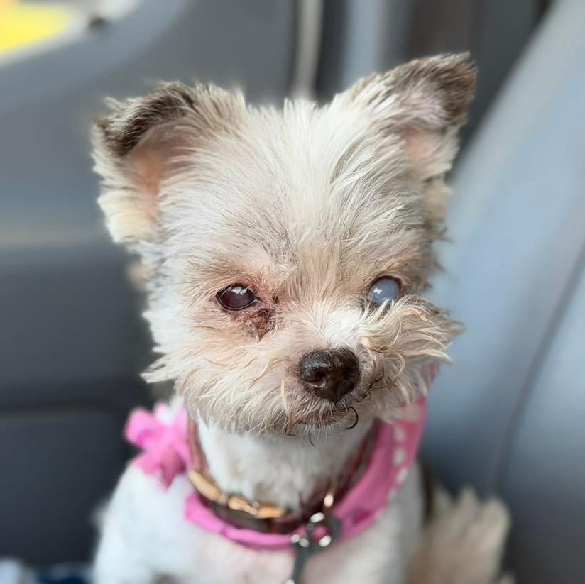 HWAHSeniorPets's tweet photo. #InCaseYouMissedIt

Romy is 12 years old and weighs 8 lbs.

Romy is housetrained. She is good with childrens 12+. Romy has a heart murmur managed with Vetmedin. 

Romy is fostered by Miri's Haven Senior Dog Rescue in Waynesboro, PA. For more info, visit https://t.co/FSfaaH7Lzb. https://t.co/Hys5PVg8T4