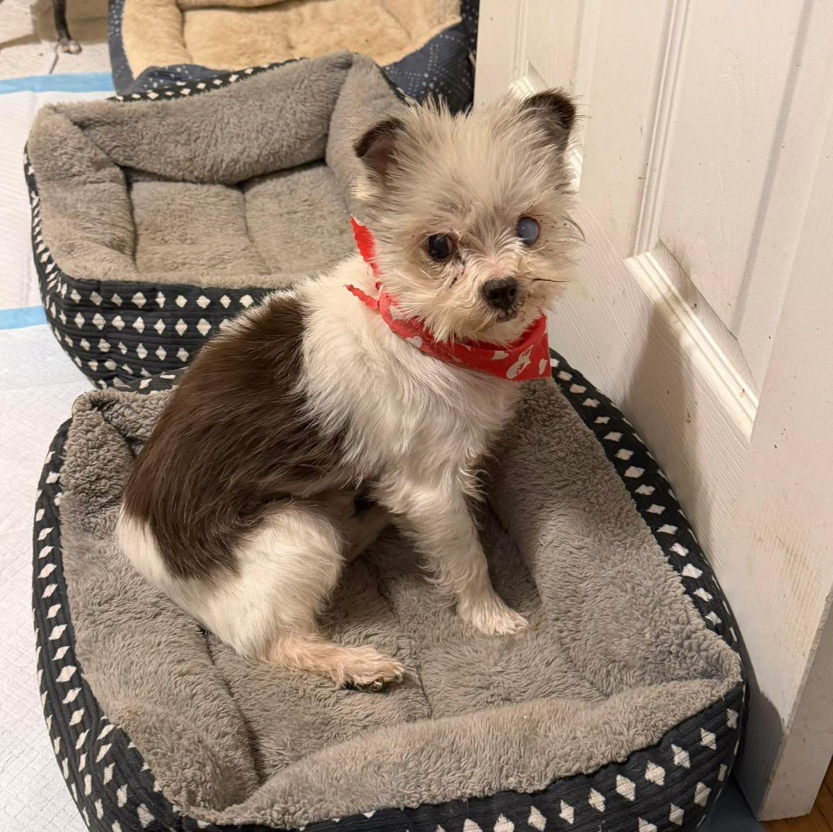 HWAHSeniorPets's tweet photo. #InCaseYouMissedIt

Romy is 12 years old and weighs 8 lbs.

Romy is housetrained. She is good with childrens 12+. Romy has a heart murmur managed with Vetmedin. 

Romy is fostered by Miri's Haven Senior Dog Rescue in Waynesboro, PA. For more info, visit https://t.co/FSfaaH7Lzb. https://t.co/Hys5PVg8T4