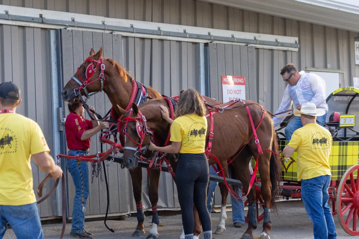 CSchuckwagons's tweet photo. 🐴🤝 This sport runs on teamwork.

Before the race &amp; long after the finish line, barn crews, family members &amp; friends work tirelessly to prepare, support &amp; care for the horses. Their dedication behind the scenes is what makes chuckwagon racing possible.🐎❤️

#CSChuckwagons https://t.co/r3qZKnyRwM
