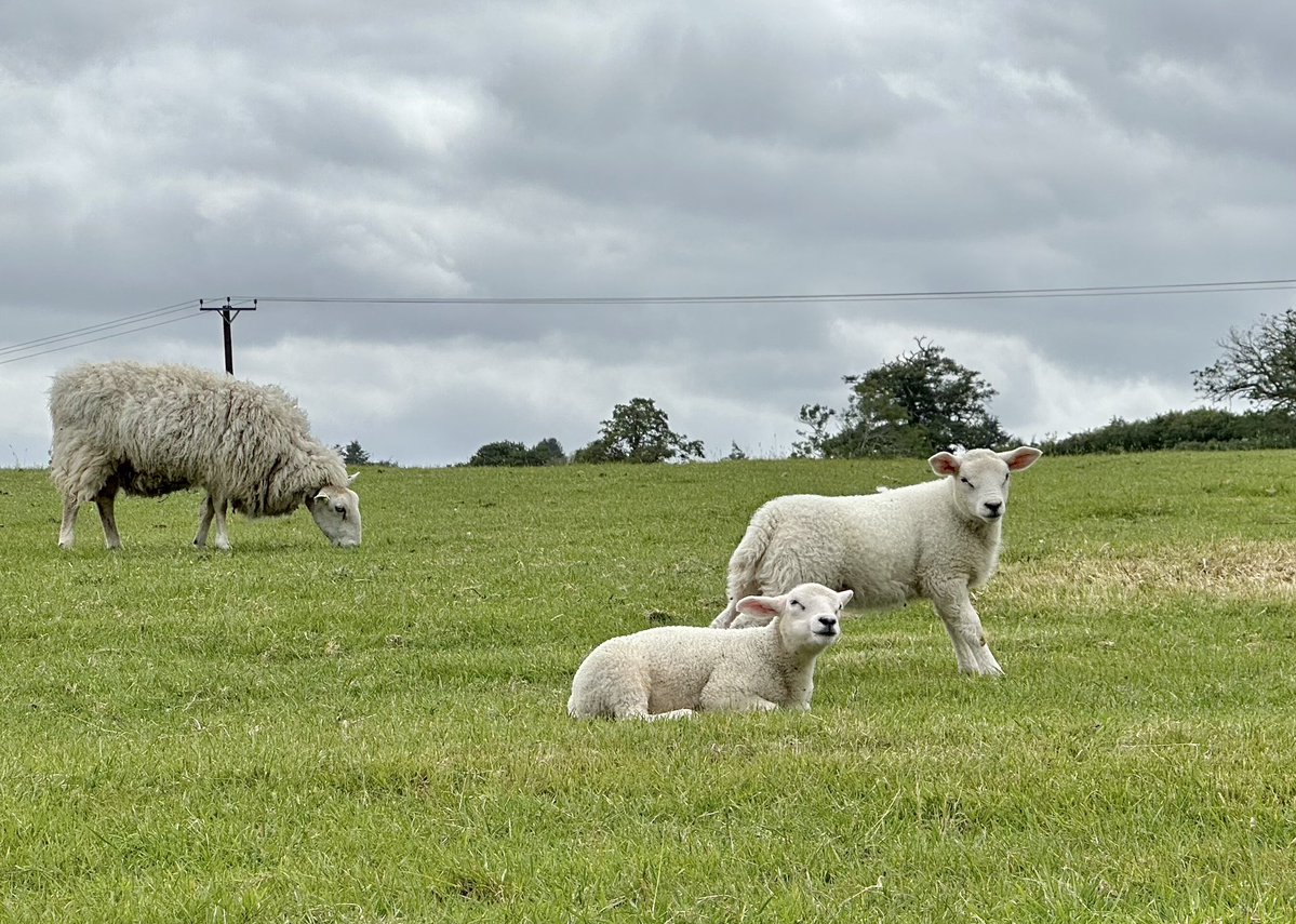 MadameFlora's tweet photo. On the run today, sheep, cattle, foxgloves & #fungi https://t.co/ojDUJitIXq