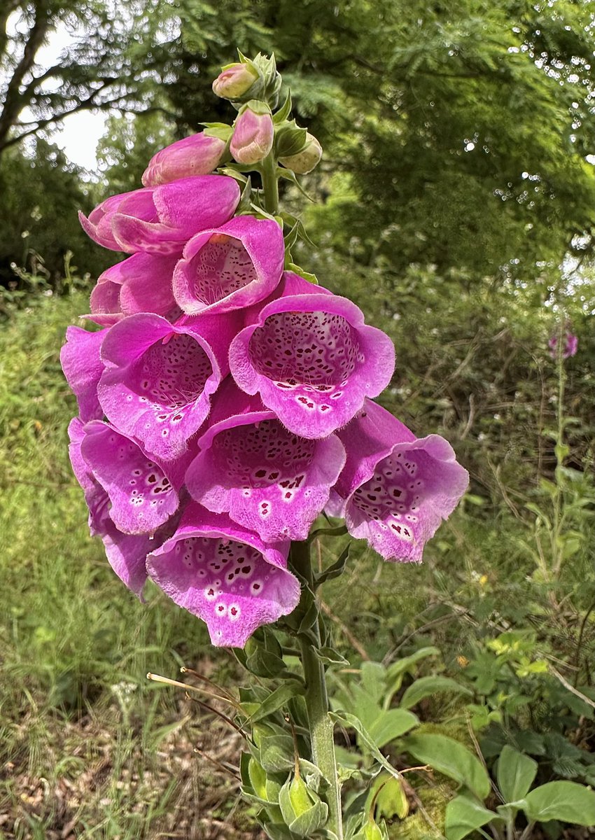 MadameFlora's tweet photo. On the run today, sheep, cattle, foxgloves & #fungi https://t.co/ojDUJitIXq