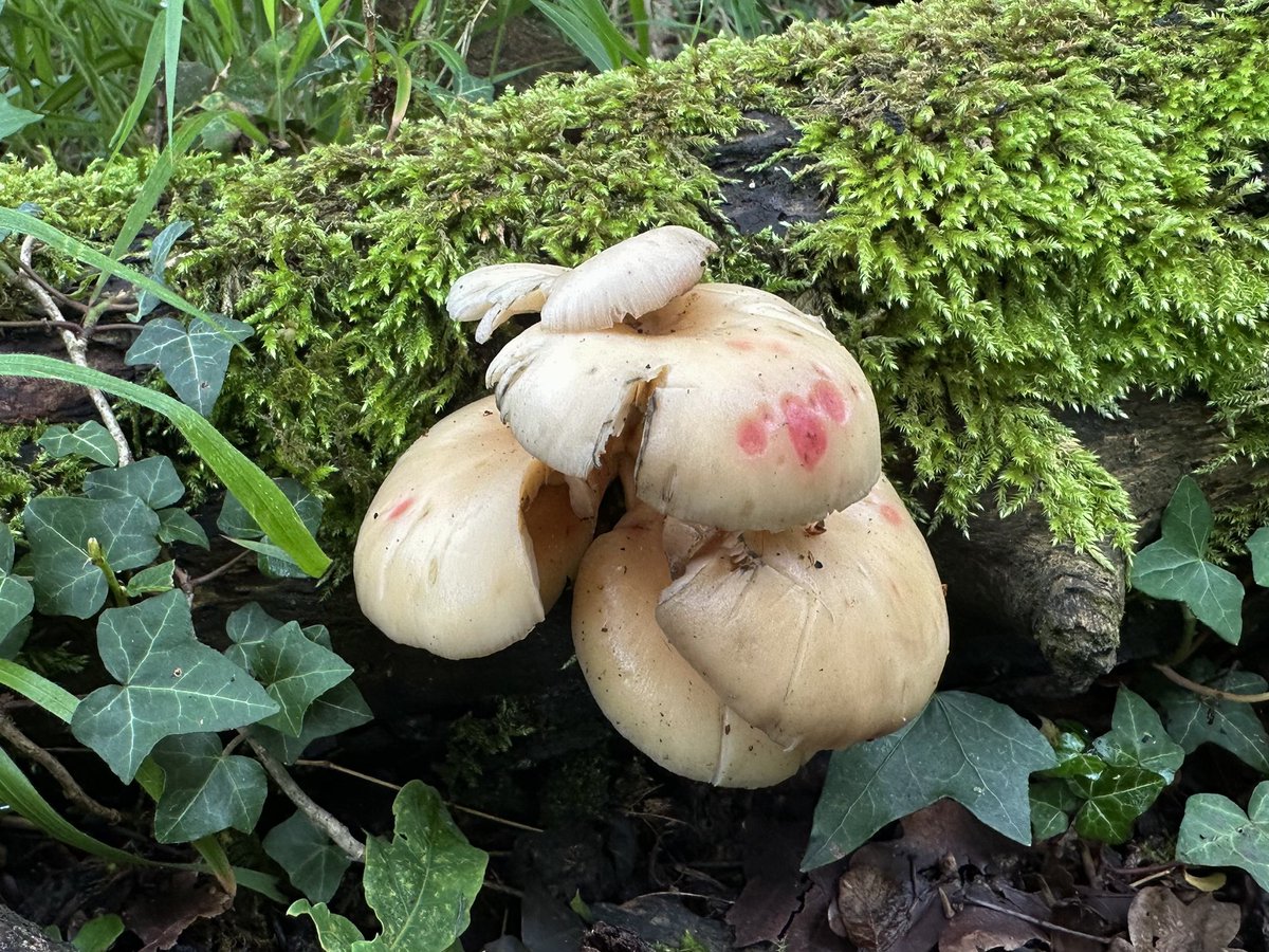 MadameFlora's tweet photo. On the run today, sheep, cattle, foxgloves & #fungi https://t.co/ojDUJitIXq