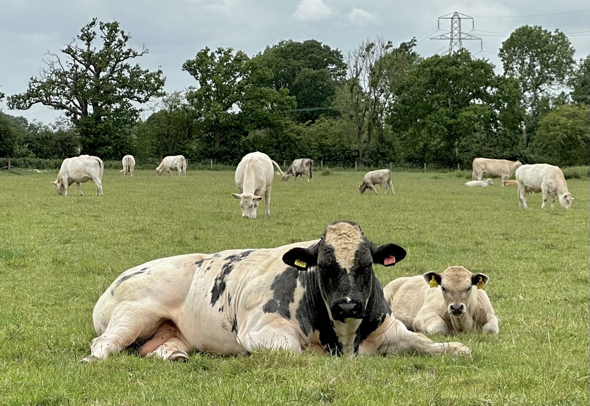 MadameFlora's tweet photo. On the run today, sheep, cattle, foxgloves & #fungi https://t.co/ojDUJitIXq