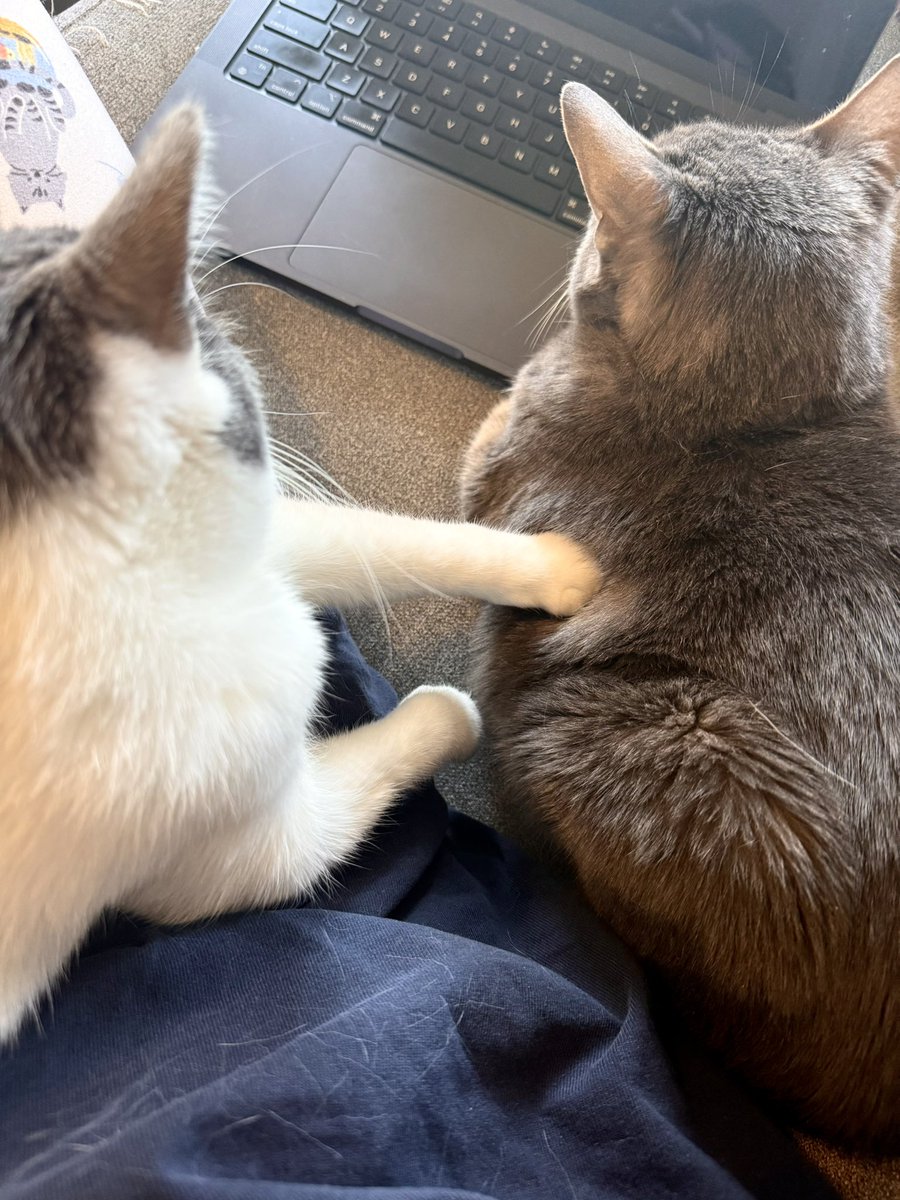 feederofcats's tweet photo. Wonton's commitment to always be touching her grumpy big brother Milo, who has given up and accepted his fate https://t.co/QjhHGB9rCr