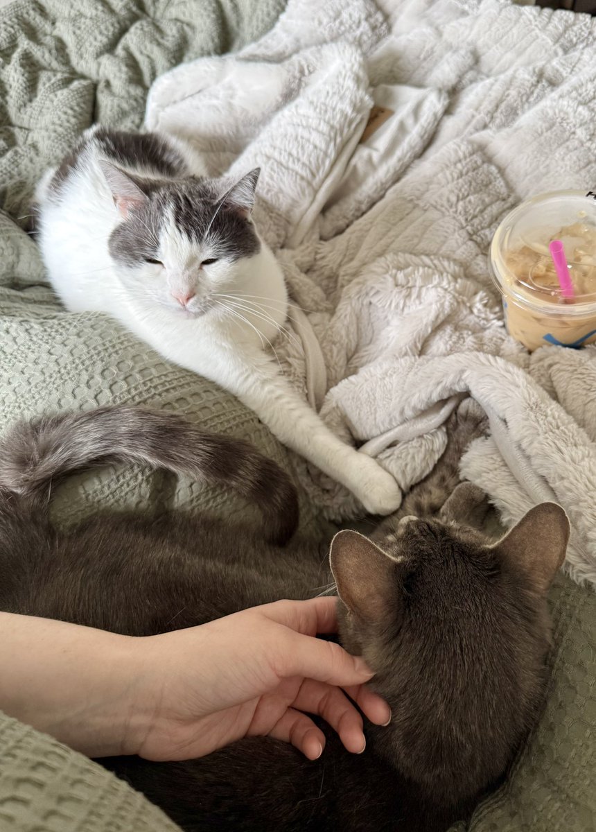 feederofcats's tweet photo. Wonton's commitment to always be touching her grumpy big brother Milo, who has given up and accepted his fate https://t.co/QjhHGB9rCr