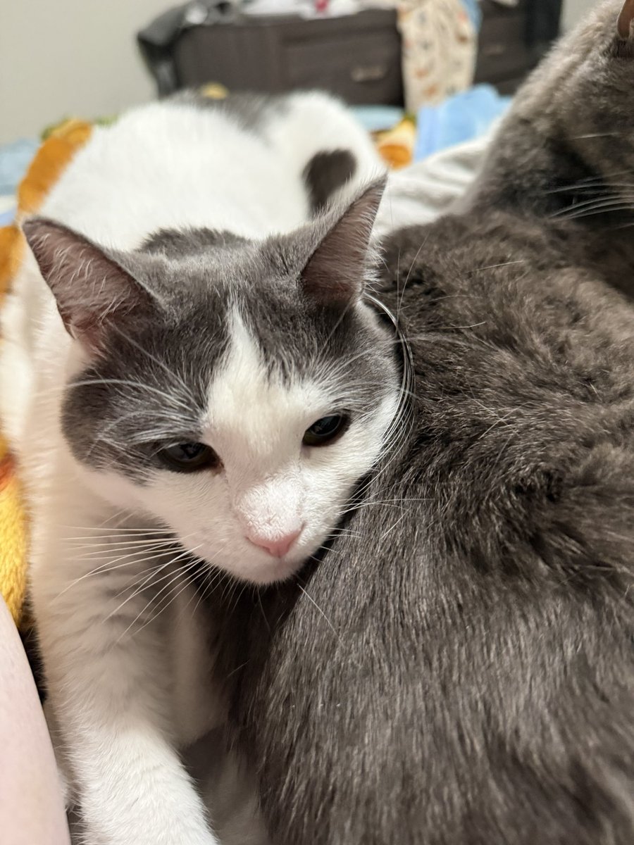 feederofcats's tweet photo. Wonton's commitment to always be touching her grumpy big brother Milo, who has given up and accepted his fate https://t.co/QjhHGB9rCr