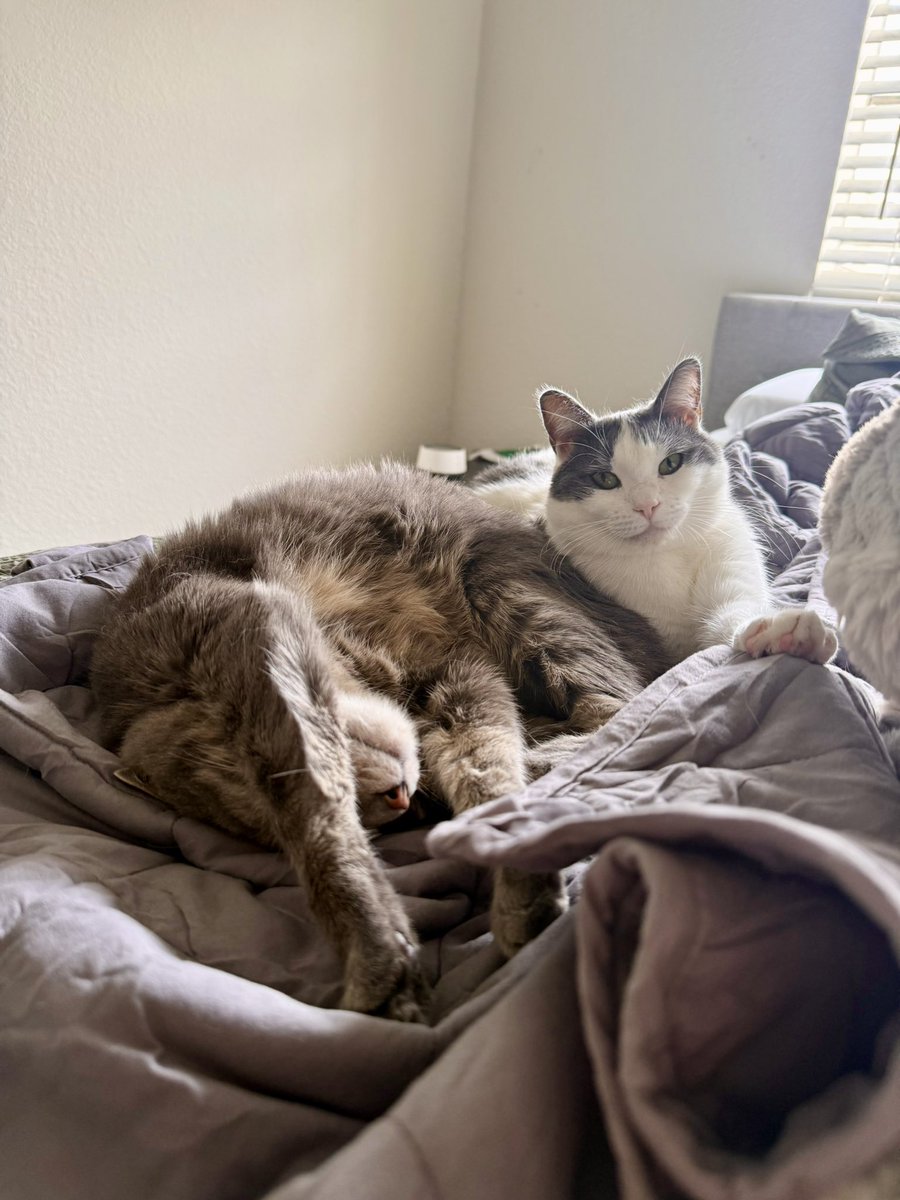 feederofcats's tweet photo. Wonton's commitment to always be touching her grumpy big brother Milo, who has given up and accepted his fate https://t.co/QjhHGB9rCr