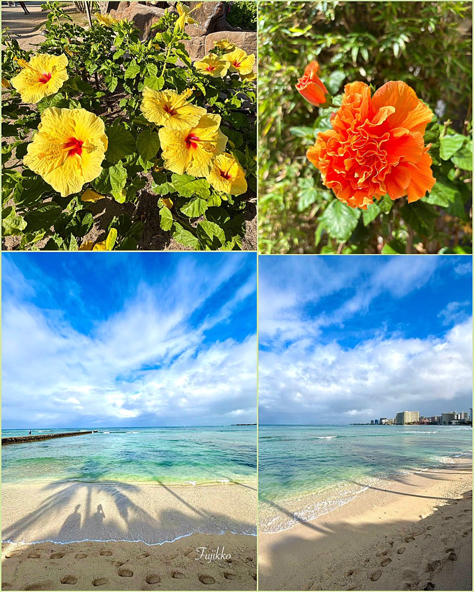 hawaiifujikko's tweet photo. 🏝️Hawai’i                                          
 
　    𓇥࿐✾ 𝐻𝒶𝓅𝓅𝓎 𝓃𝑒𝓌 𝓌𝑒𝑒𝓀🌼🍃 https://t.co/kI9ZjNEYHq