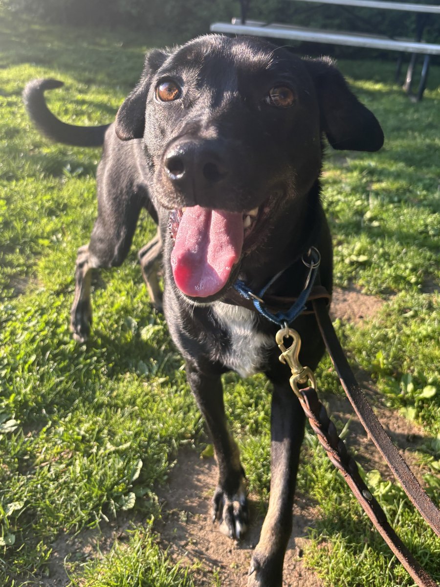 AnimalLeague's tweet photo. Three-year-old Cooper (#IR1451) has spent far too long wondering when it’ll finally be his turn. 💔🐾

Rescued from Antigua in 2023, this handsome Terrier mix arrived full of hope and quickly found a home. But after his adopter became seriously ill and could no longer care for him, Cooper suddenly found himself back at the shelter. Since then, he’s experienced more change and heartbreak than any dog should.

Despite it all, Cooper still believes in people. 🥺 He may be a little shy when meeting someone new, but once you earn his trust, you’ll discover a loyal, goofy, loving best friend who just wants to feel safe and loved. He enjoys playing with a few canine pals at our Adoption Center and would thrive in a patient, experienced adults only home that will give him the time he needs to settle in and shine.

Every day, Cooper watches other dogs leave for their forever homes while he waits quietly behind. We know his person is out there - someone who will see past his nerves and into the incredible dog he truly is. 🏡✨

If you have another dog at home, bring them by for a meet and greet! Cooper may just find his perfect match in more ways than one.

Please come meet Cooper at our Port Washington, NY Adoption Center and help make this next chapter the one that lasts forever. 💙 #Adopt #Rescue