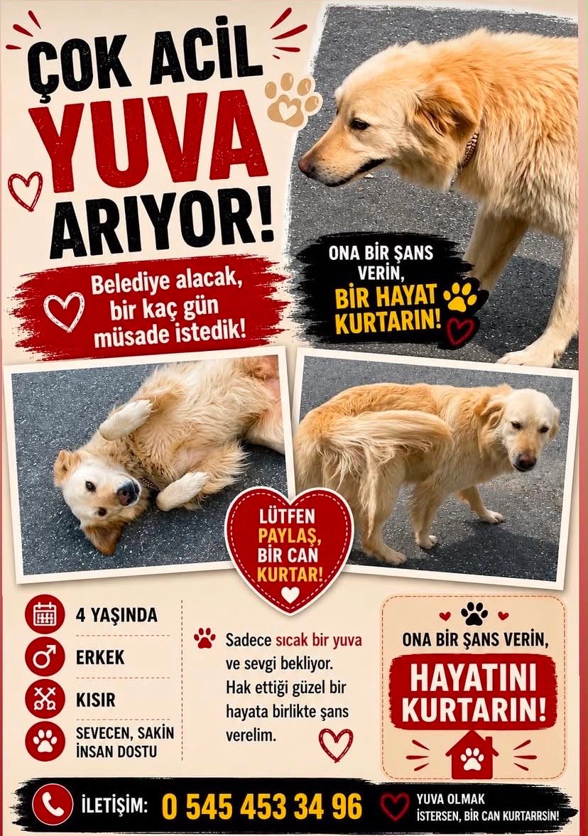 ayse0zer's tweet photo. Üretim mağduru bu çocuk, özgürce oynadığı mahallesinden alınarak bir daha asla koşamayacağı barınağa götürülecek.

Toplama aracı onu almadan önce son kez yuva arıyor.

Paylaşıp destek olur musunuz…💛 https://t.co/k8iMmgfIfw