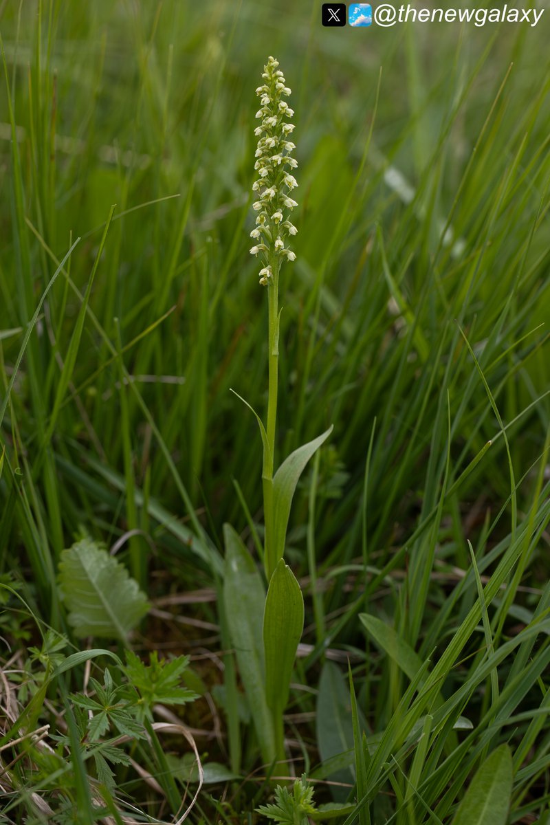 thenewgalaxy's tweet photo. 6/6/26 #Yorkshire - It's small, it's white, and it's an #orchid so I guess that's why it's called the Small White Orchid (Pseudorchis albida). Unfortunately this charming species has undergone huge declines in the UK and there are few sites where it's doing well #wildflowerhour https://t.co/80HNL71s81