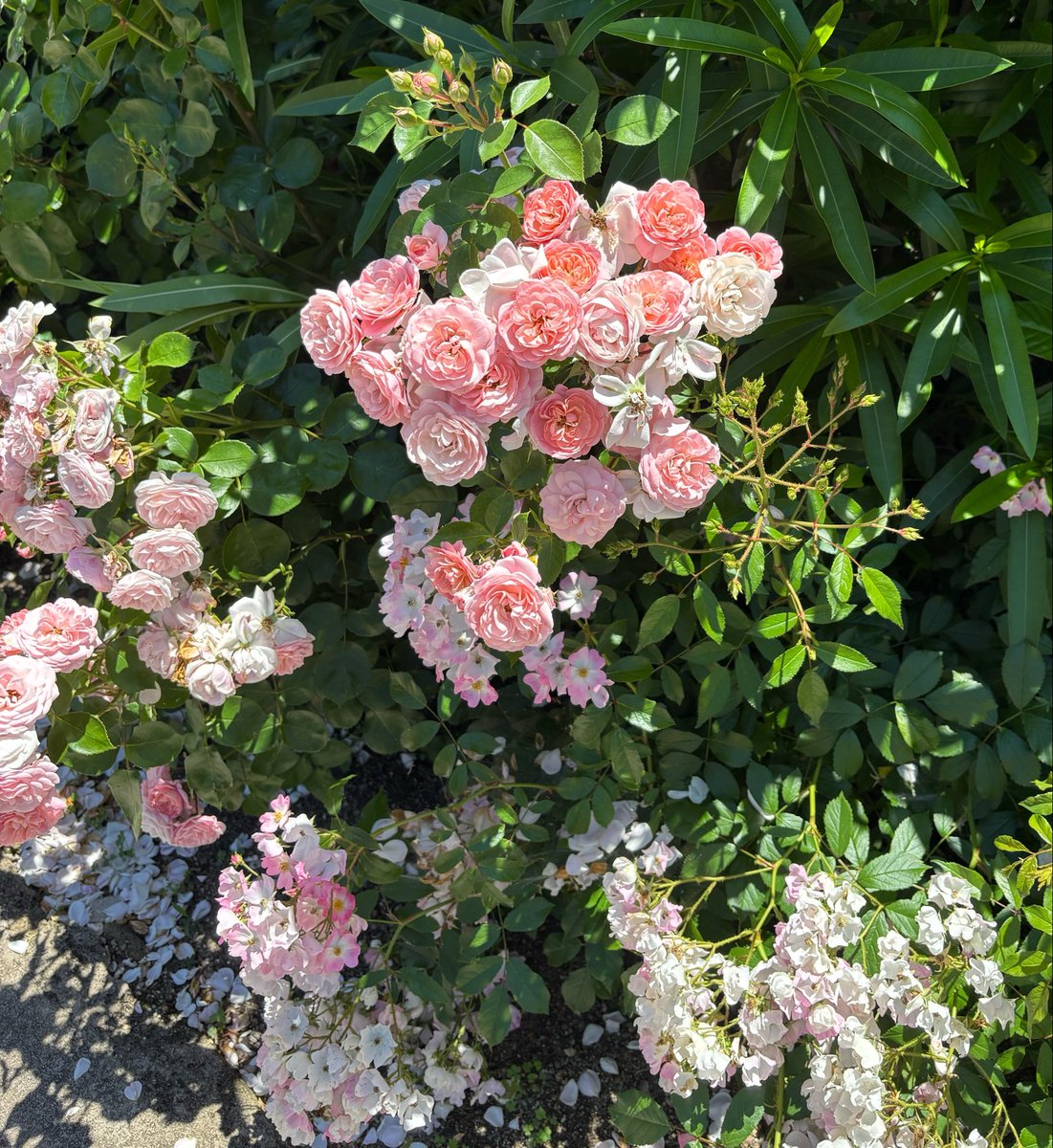 ima_attsu's tweet photo. #ohayomorning
ばらの花 https://t.co/yFalepsqJ2
