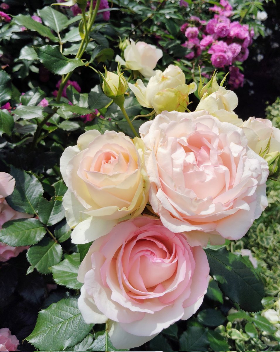 mint_poem310's tweet photo. 𓈒𓏸𓋜𓈒. 

  ふわりと浮かぶ
　　笑顔の欠片を集めて
　 今日の宝物にする

𝙷𝙰𝙿𝙿𝚈 𝙳𝙰𝚈 ˖˚ꪑ⋆. https://t.co/yikG2ippIN