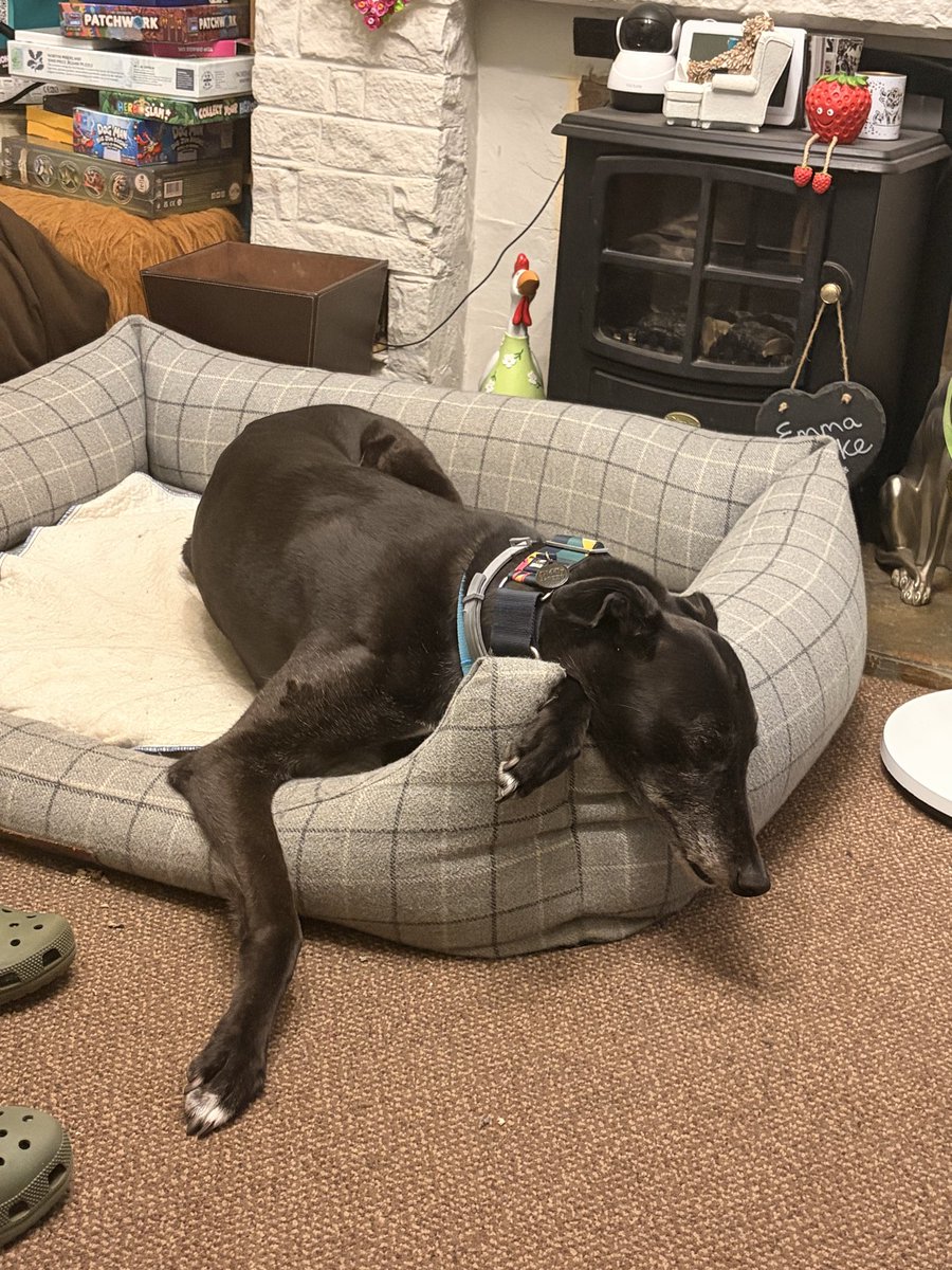 DukeHound16's tweet photo. Just chilling on a Sunday night. #RelaxedHound https://t.co/nqCHOg2gFn
