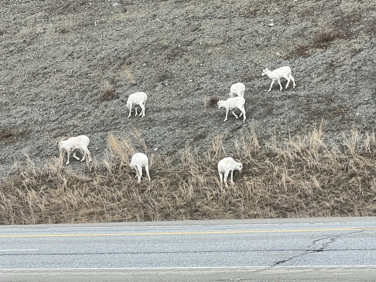 wts25ak's tweet photo. @DieselBABE20 Mountain goats alongside the highway by sheep mountain in Alaska. https://t.co/5jqr2exGxI