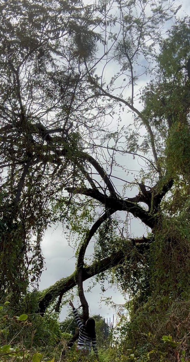 janedutra75's tweet photo. 🌳 https://t.co/xnJGqyDt0I