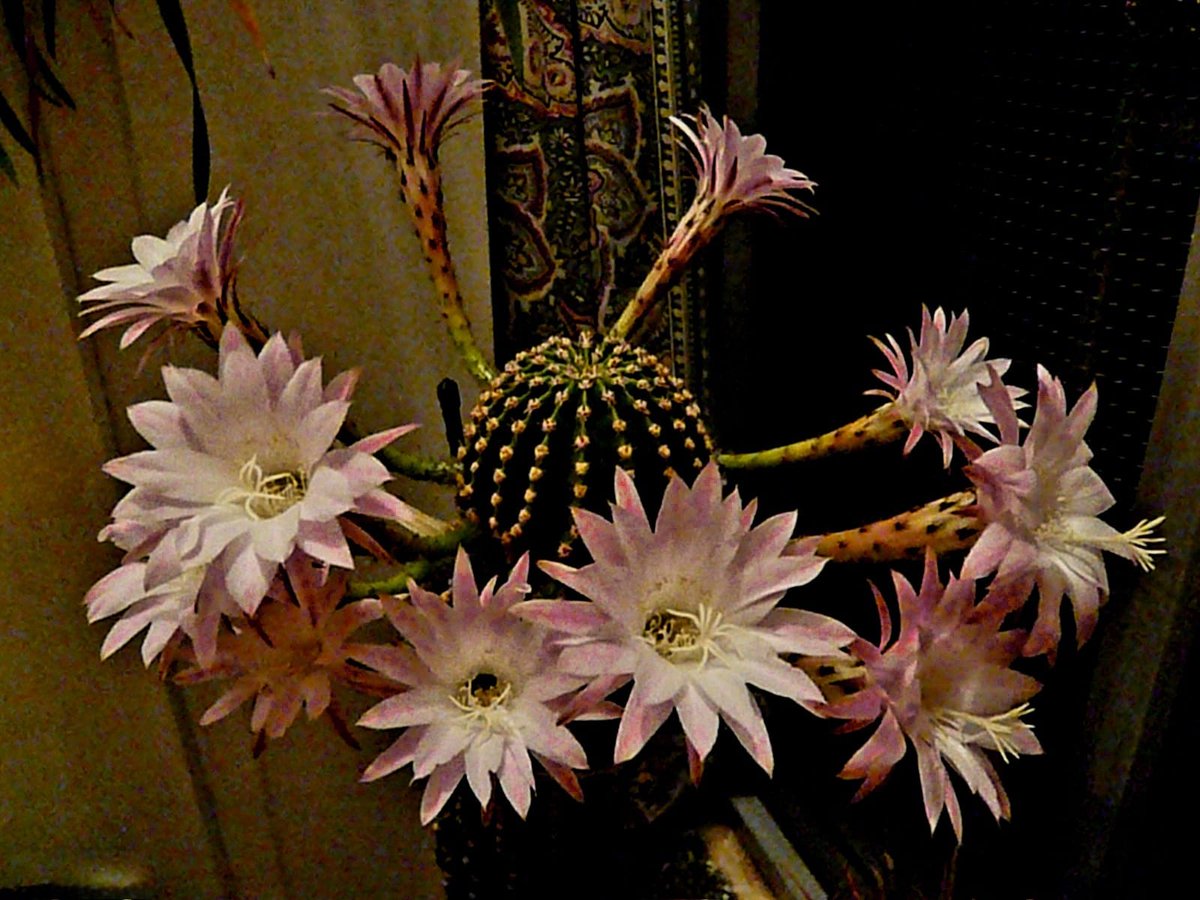 Only1wing's tweet photo. @Amigdalaintesta Uno dei miei vecchietti in fiore. ❣️

(è un peccato mortale che non si senta il delizioso profumo delicatamente agrumato) https://t.co/cIJY8oCenC
