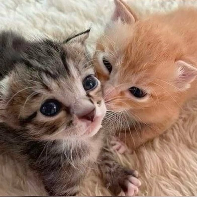 aura with cats tweet media