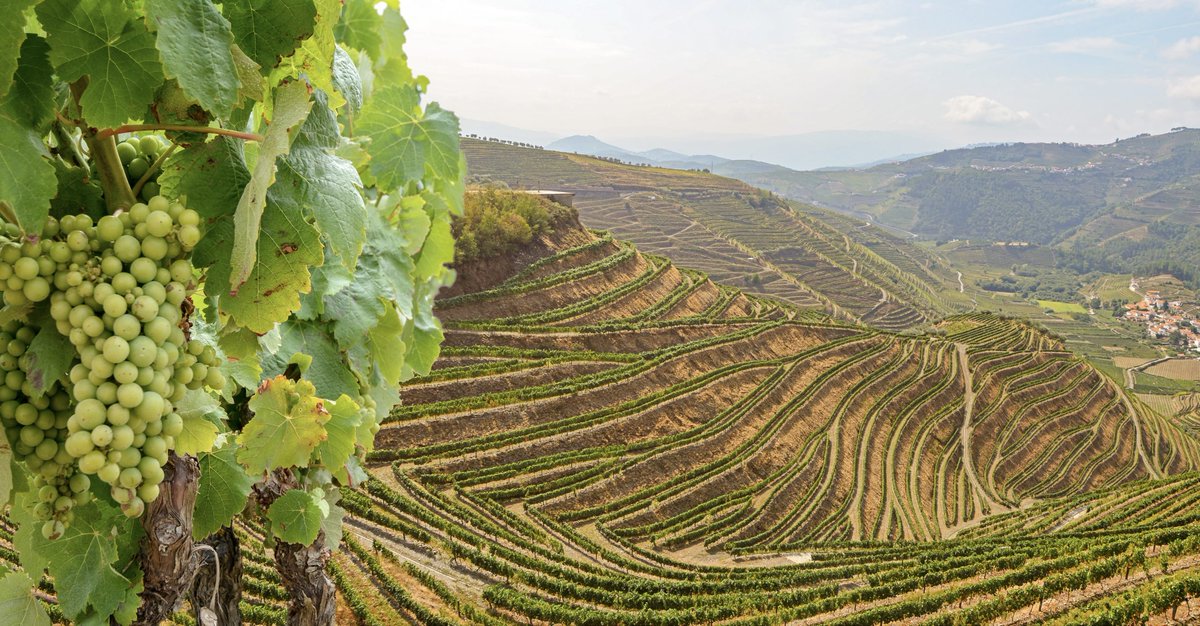 sandeneske's tweet photo. Imagine cruising through the stunning Douro Valley, sipping Port wine on the sundeck as terraced vineyards and warm-hued towns like Porto and Salamanca drift by. 

If you’re dreaming of Portugal, message me to learn more make this unforgettable Uniworld Boutique River cruise jour https://t.co/MreFm2RWnx