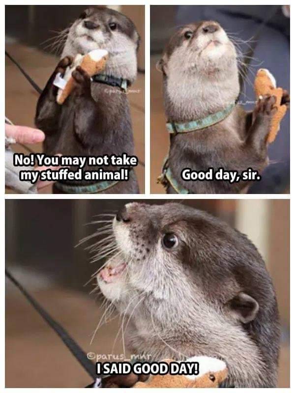 In_Otter_News2's tweet photo. https://t.co/CvVMXTF6Ye