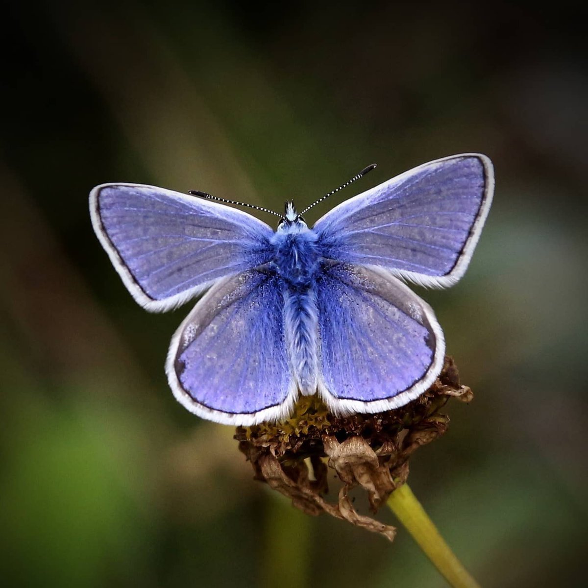 emolweni1's tweet photo. #blue #butterfly #commonbluebutterfly #commonblue #nature #polinator #pollen https://t.co/rbWjofa0Mc