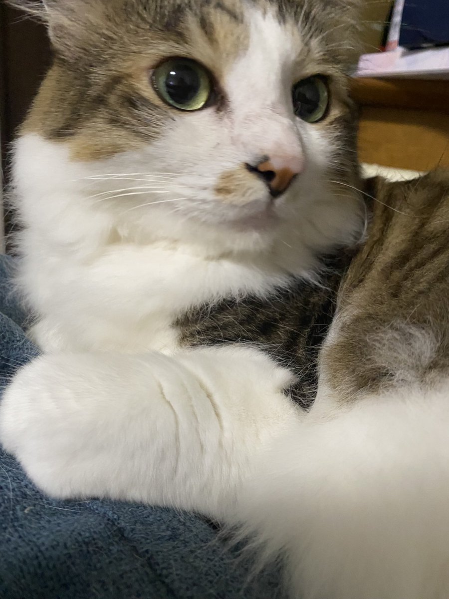MahaloNoa's tweet photo. おはようございます🐾໊
毎日可愛いブラザーズ︎💕︎

雨ですねぇ☔️
梅雨入りしたもんね
今日はお休みですが兄さんの送迎と買出しで終わるな

 #ねこ好き 
 #ねこすきさんと繋がりたい https://t.co/UxEzkVmcj8