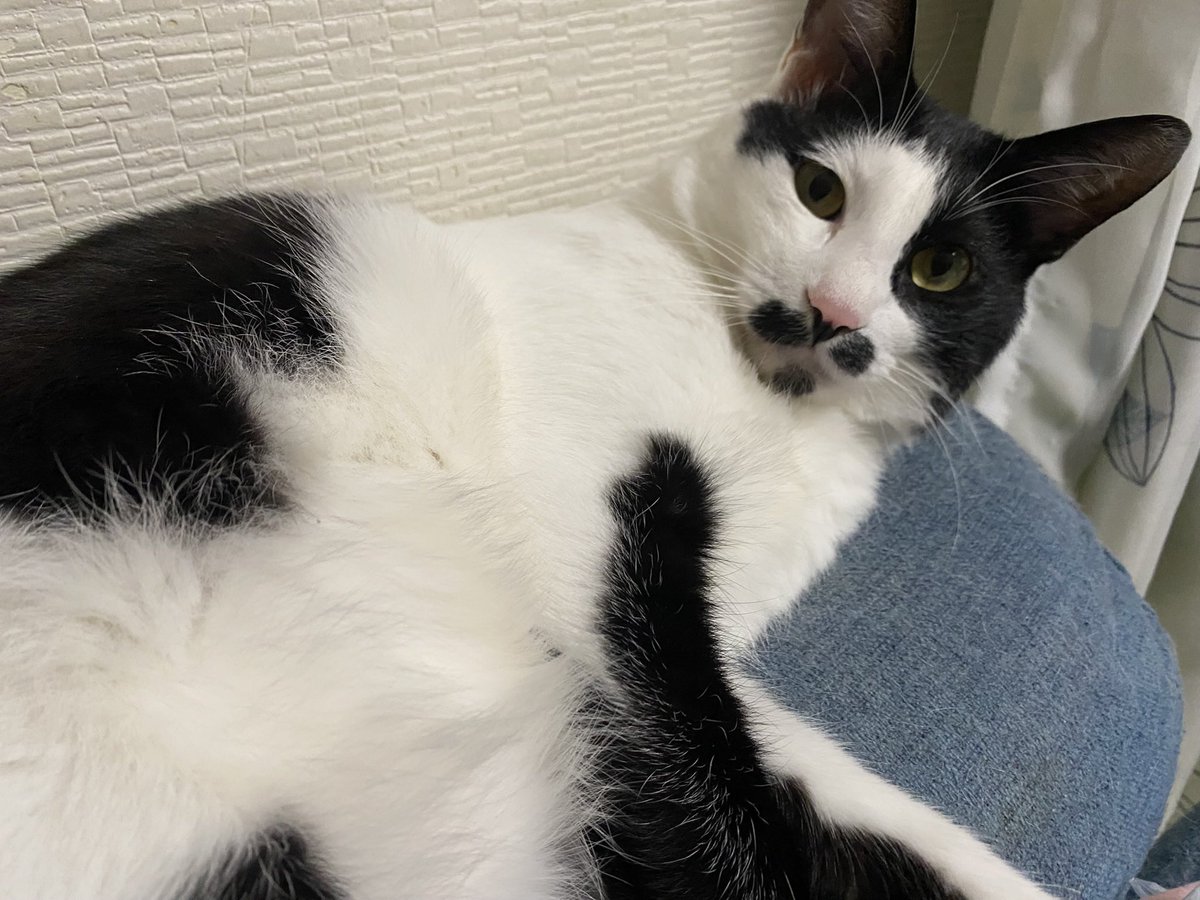 MahaloNoa's tweet photo. おはようございます🐾໊
毎日可愛いブラザーズ︎💕︎

雨ですねぇ☔️
梅雨入りしたもんね
今日はお休みですが兄さんの送迎と買出しで終わるな

 #ねこ好き 
 #ねこすきさんと繋がりたい https://t.co/UxEzkVmcj8