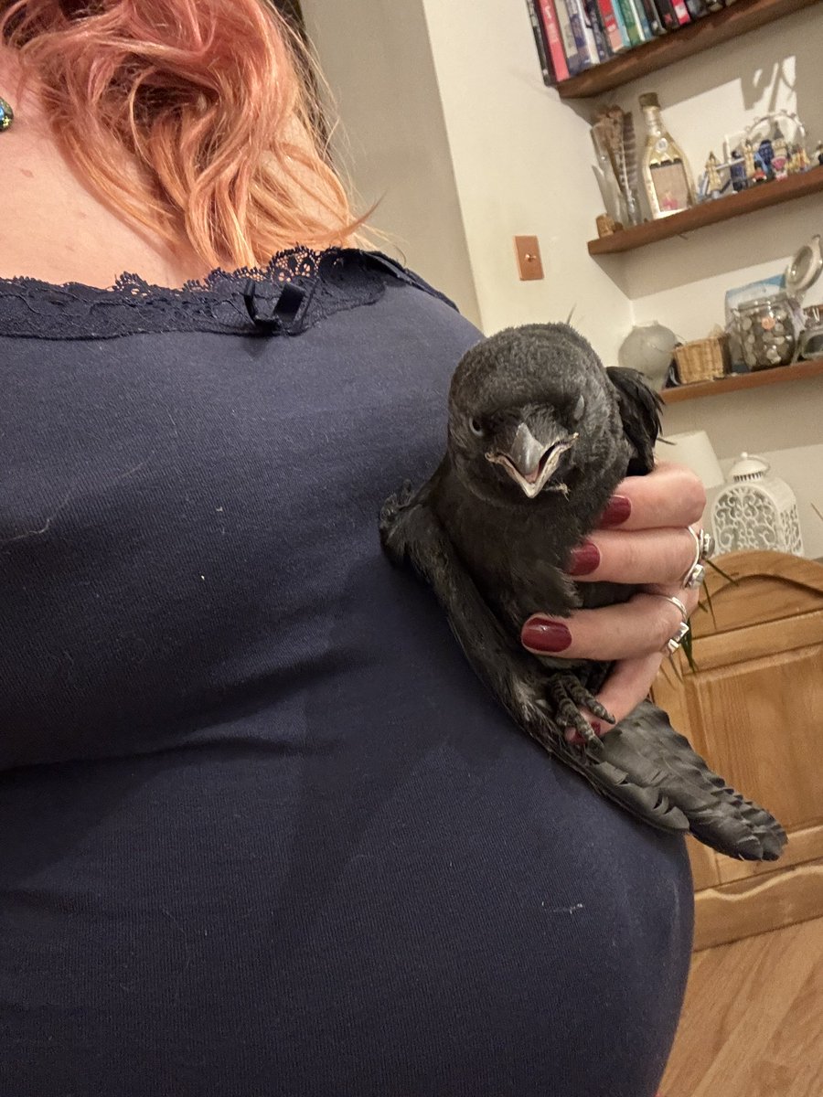 Pineapples1991's tweet photo. Bastard juvenile jackdaw fell down our chimney pot today (surprised it’s not blocked off)… 
It’s blocked off at the fire end ��� 😂 so we had it fluttering around and squawking which then caused the adults to circle our house like something from “The Birds.”

After demolishing where it was blocked off, the bastard kept trying to get up the chimney out of fear 🤦🏼‍♀️ 

The dogs live in the part of the house where this chimney breast is, and whilst the Labrador doesn’t care, the dachshund will yap like a twat and then (probably) try and attack it.. and cause havoc… 

Anyway, we softly blocked it off. 

I was watching Clarkson’s Farm and could hear the sausage yap..
I went downstairs to find both of them watching the fireplace. 
And there it was! The bastard. 

8 months pregnant, trying to pick up the fluttery fucker… 
I did it, for it to then attack me 😒 

After many choice words, some blood (from me), I released it outside. 

It flew! 
And then flew into the fence at the other end of the garden 😂 

I’ve chosen bed instead of battling with the aggressive bastard, nature can deal with him now.