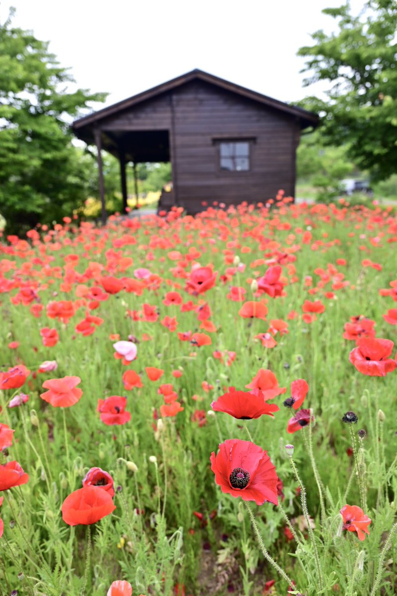 hamutahamuhamu2's tweet photo. 花からモフまで(o-´ω｀-)ｳﾑｳﾑ

 #秋保ヴィレッジ https://t.co/Qa5ta5BwoY