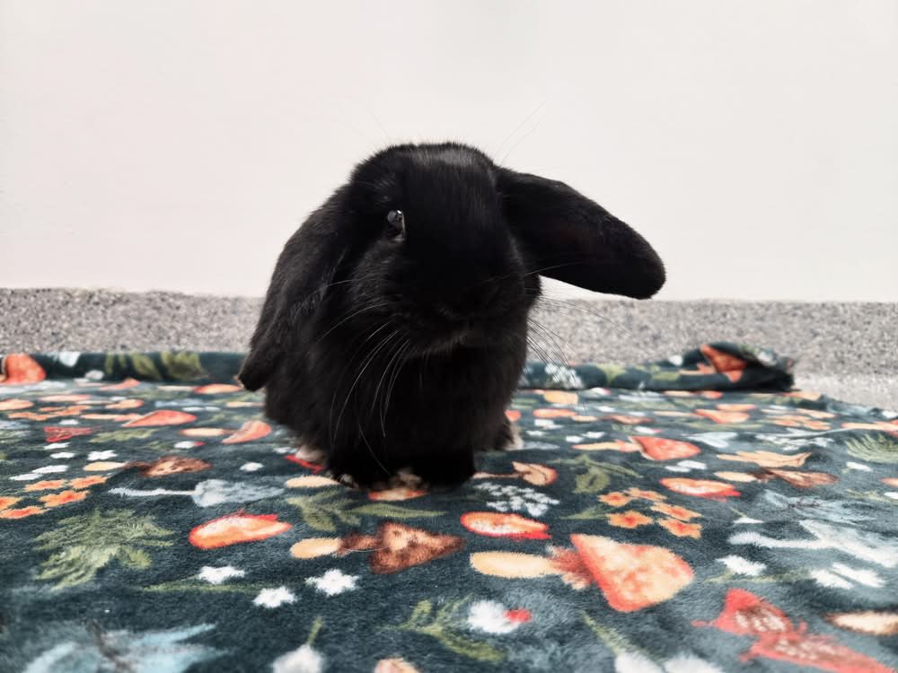 RabbitNetwork tweet picture