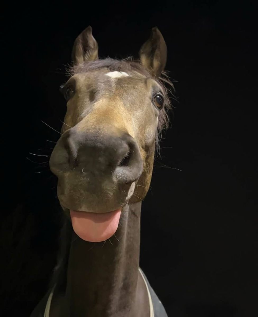 SKUBBING's tweet photo. Blep :P https://t.co/5A6Y7ZrH1J