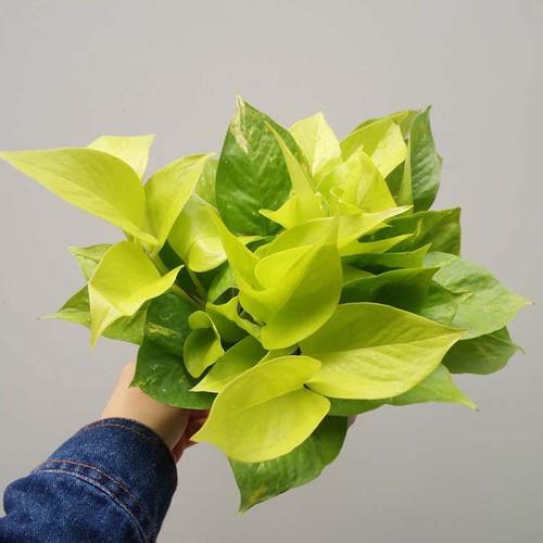 m_kittinon's tweet photo. Keep your pothos thriving! Place in bright indirect light, water when top 2 inches of soil are dry, and wipe leaves weekly to dust. Small efforts = big green vibes! https://t.co/VrECrF1aGv