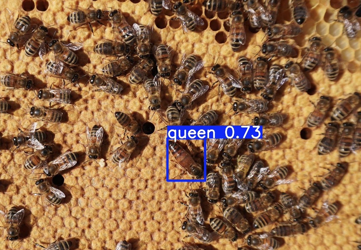 gratheon's tweet photo. We're excited to announce a major new free feature: Live Queen Finder.

Use https://t.co/AuDnngx1D4 app on your mobile phone while in the field to detect queen bees in real time using your camera. As the queen moves across the frame, we automatically spot her. Give it a try! https://t.co/YPwt4niwdU