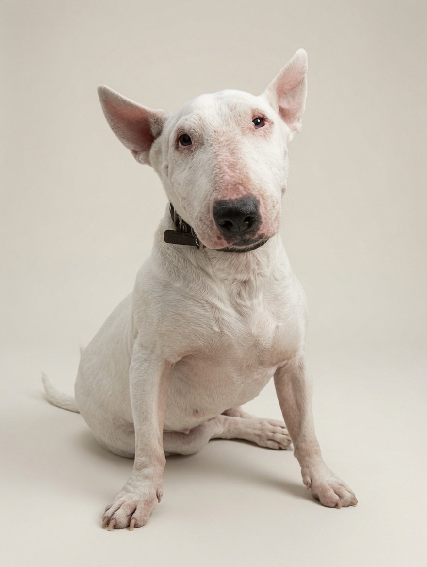 MapacheRex's tweet photo. ¿Te gustan los Bull Terriers? 🤍

No todos los perros que levantamos son liberados. Hay una evaluación: los cachorros, los viejos, los lisiados y los que fueron de casa no se sueltan. Marimba corresponde al último caso, ella no sabe sobrevivir en la calle. La encontré vagando, en los huesos (de ahí el nombre).

Alguien la explotaba y se le perdió o la abandonó. Pasó tanto tiempo en la calle que sus lagrimales se secaron de tanto llorar. Hoy, después de una cirugía de entropión y mucha comidita, está bien parada, solo que necesita gotas en los ojos constantemente. Por eso le ha sido difícil ser adoptada; requiere cuidados constantes.

Si te quieres rifar la misión y enseñarle lo que es el amor, Marimba te está esperando. Comenta o mándame mensaje si te interesa! 🐕