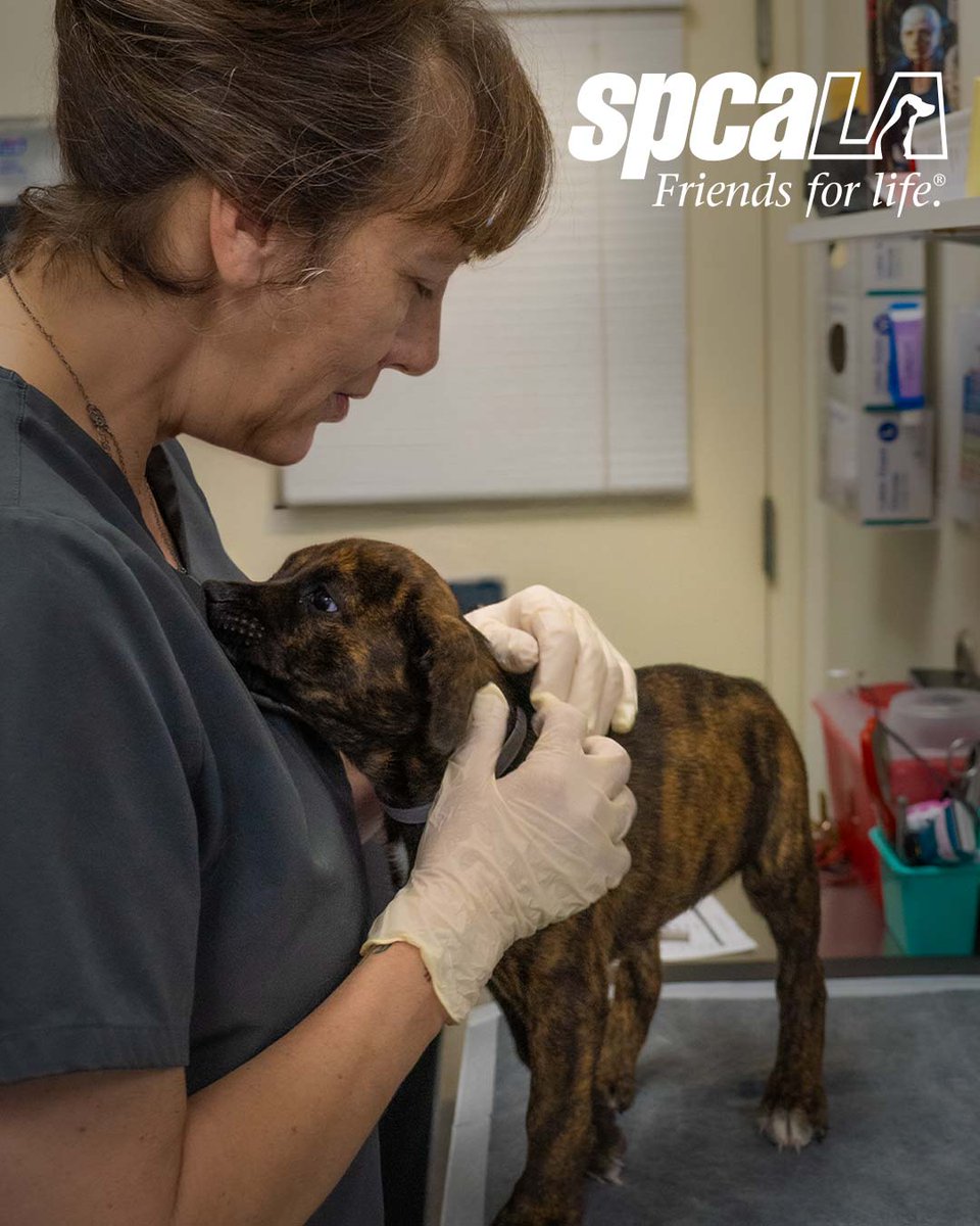 spcaLA's tweet photo. We're offering low cost vaccines for cats &amp; dogs at the Lawndale Health, Safety and Pet Fair in Jane Addams Park! 🐾🩺 Join us on Saturday, June 13th from 10am to 1pm.🐈️

Thanks to a grant from Petco Love, FVRCP for cats and DHPP for dogs is FREE!

https://t.co/jKk3MMCyDH https://t.co/SvFvinHqeV