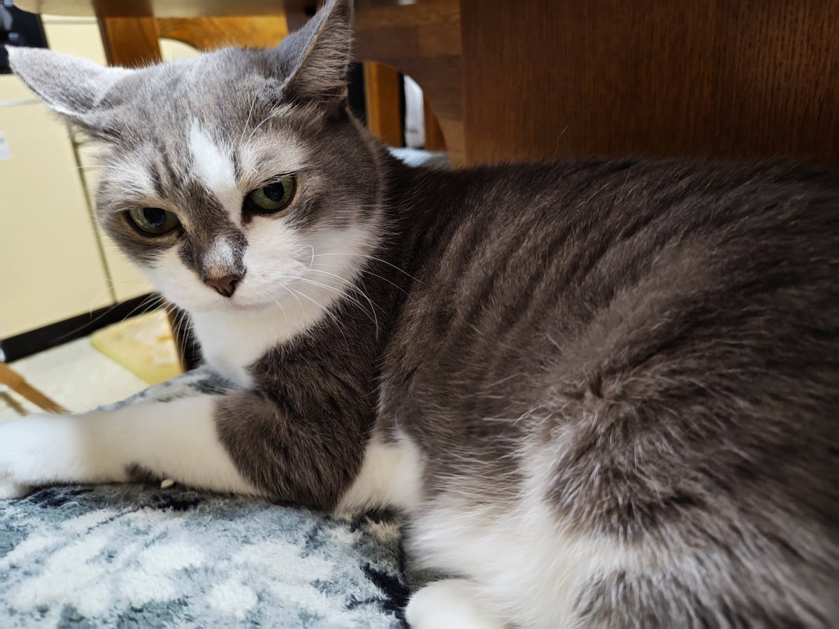 【猫が居る生活】 猫がいる生活はイイぞ