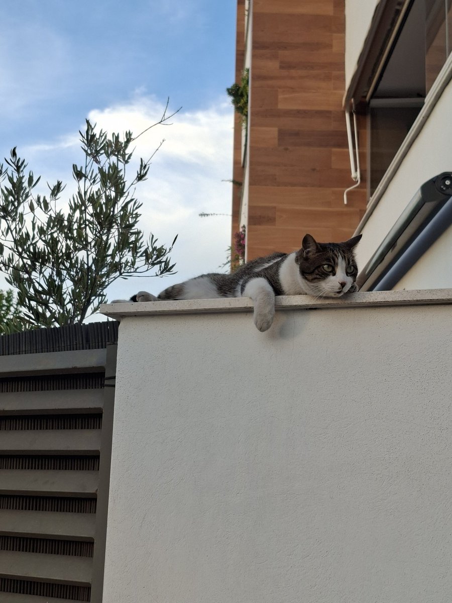 pechalu's tweet photo. Me encanta cruzarme con él cuando salgo a caminar. Suele aparecer vigilante, tranquilo, tal vez reflexionando sobre la cantidad de humanos que transitan sus dominios. Lo saludo, le digo...y continúo mi caminar. A veces me gustaría ser él, y quedarme, observándolo todo... 🐱 https://t.co/YfrlpLxAKa