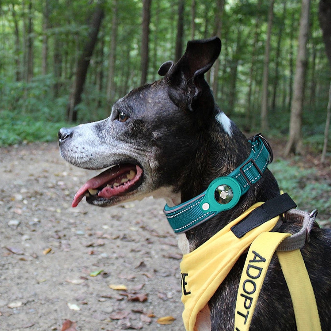 VIPexpeience00's tweet photo. Finally, a collar that does double duty! 🐾 This nylon pet collar keeps your dog stylish while securely holding an AirTag. Perfect for peace of mind on walks. Durable, comfortable, 6 colors. #AppleAirTag #DogCollar #PetSafety #PetTech #DogTraining https://t.co/YUhiDnbuEa