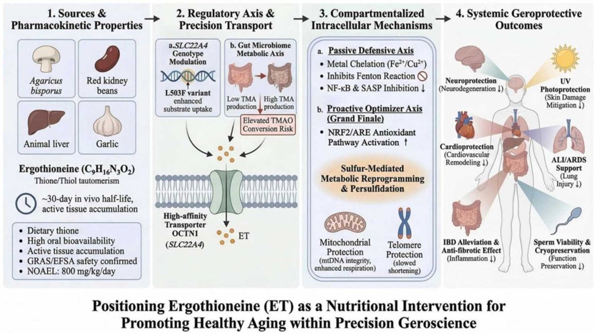 agingdoc1's tweet photo. Ergothioneine as a potential geroprotector: Targeting molecular hallmarks of ageing and age-related diseases

https://t.co/KdVoWNQ4He https://t.co/cc9PgA9i1D