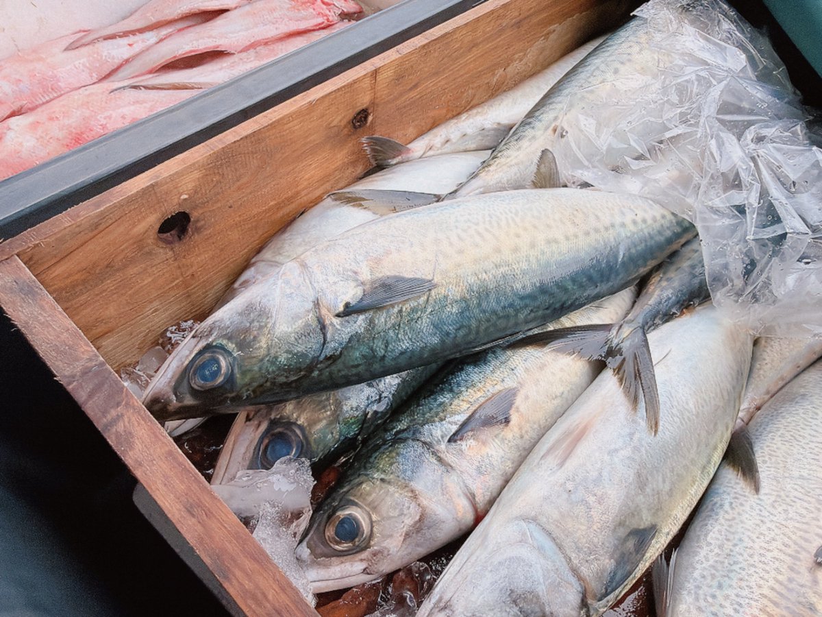 uo_ma2's tweet photo. セリ終了🐟
水揚げ少なめ🤏
風があったもんなぁ🌊 https://t.co/zlVEOnIuTc