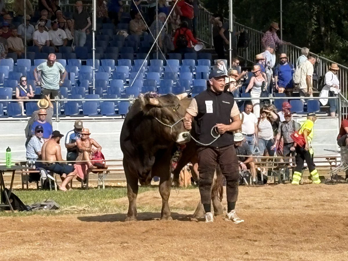 SinaMerino's tweet photo. 119. Aargauer Kantonales Schwingfest in Aarau Rohr - der neue Schwingerkönig heisst Nick Alpiger 🩳! Du besch vo Rohr AG wenn... https://t.co/Bxh5ubyIsf