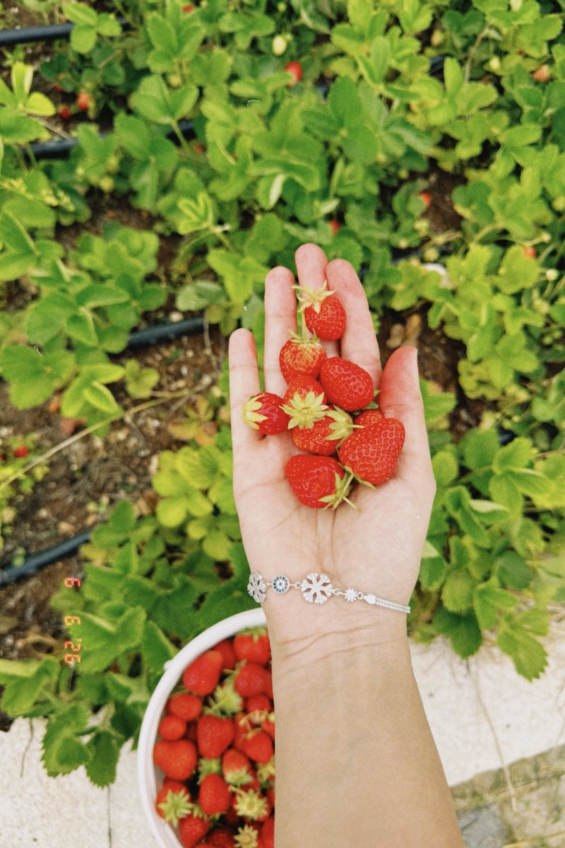 servimsuu's tweet photo. offff doya doya çilek yediğim bir sene oluyor şu an aşırııııı iyi 🫶🏻🍓 bir süre x sayfam böyle kalsın, kalmalı. ❤️ https://t.co/BryV0MUTfX
